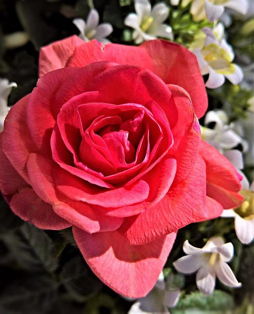 roses monsieurflower